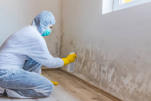 Licensed Commercial Mold Remediation service in Stevensville, MI - WQB Mold Removal