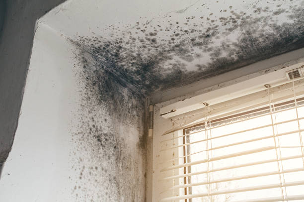 Affordable Commercial Mold Remediation solutions in Stevensville, MI