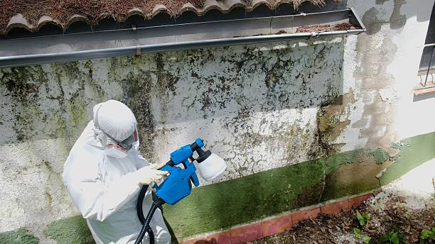 Top rated local Commercial Mold Remediation specialists in Stevensville, MI